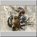 Andrena barbilabris - Sandbiene 08b Paarung 10mm OS-Wallenhorst-Waldlichtung.jpg